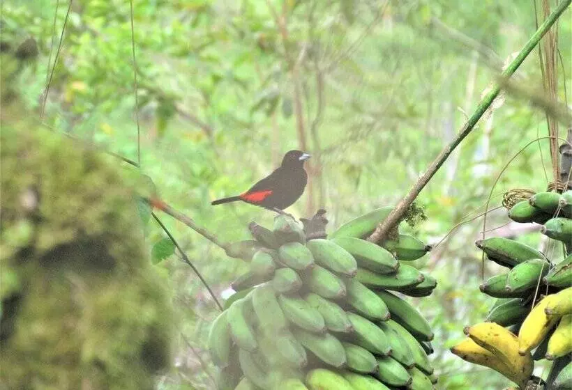 Hotelli Posada Río Celeste La Amistad