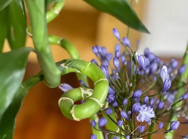 Loloho Lodge   24h Solar Power