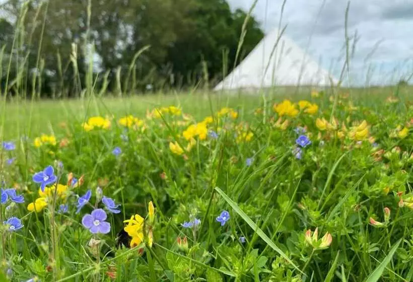 Hotelli Wild Orchid Bell Tent In The Broads National Park