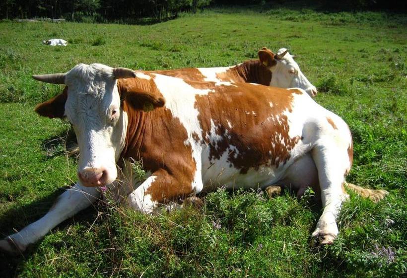 Bio Bauernhof Vorderoberlehen