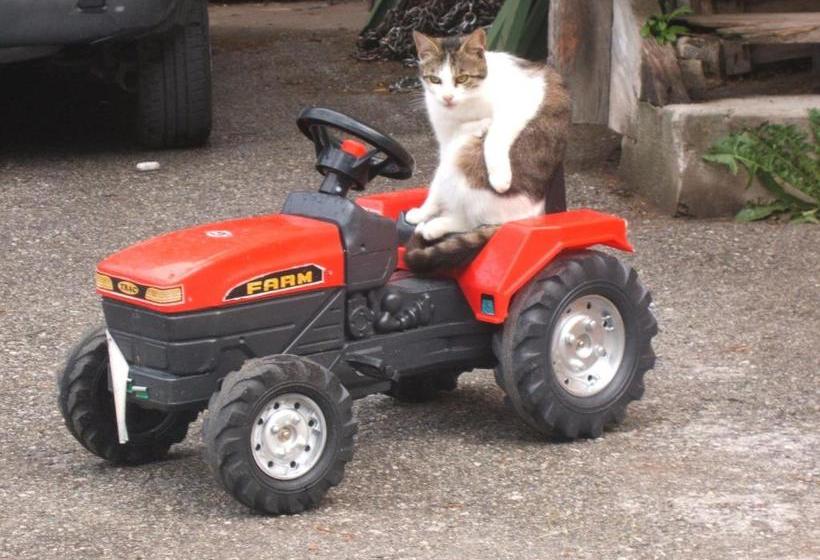 Bio Bauernhof Vorderoberlehen