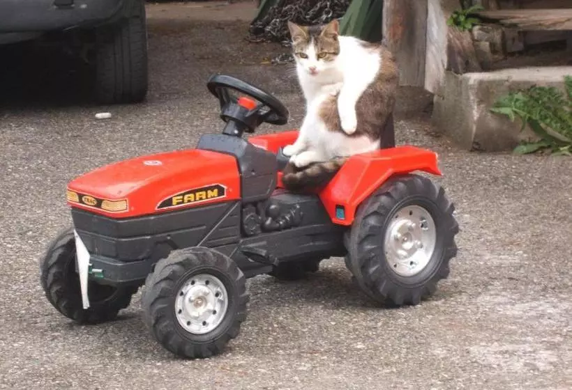 Bio Bauernhof Vorderoberlehen