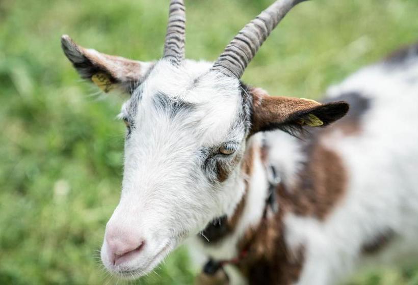 Bio Bauernhof Vorderoberlehen
