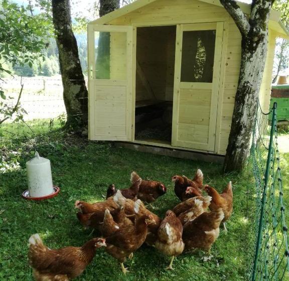 Bio Bauernhof Vorderoberlehen