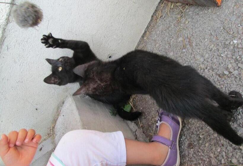 Bio Bauernhof Vorderoberlehen