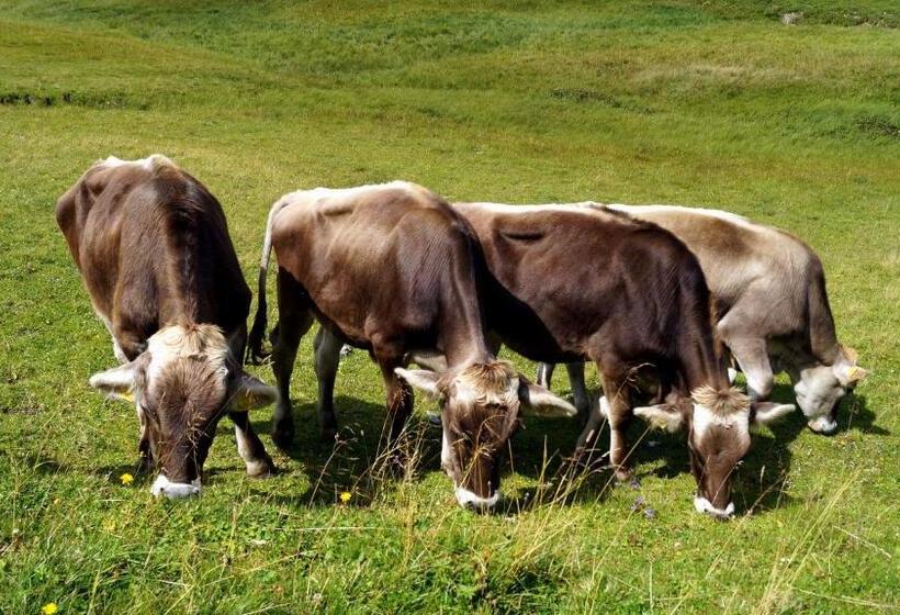 בית מלון כפרי Alpen Arnika