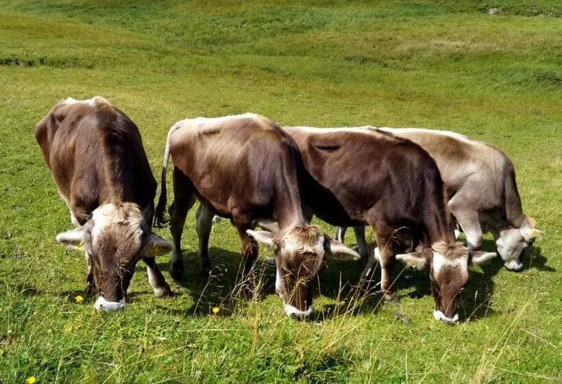 בית מלון כפרי Alpen Arnika