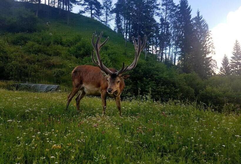 酒店 Alpina Regina