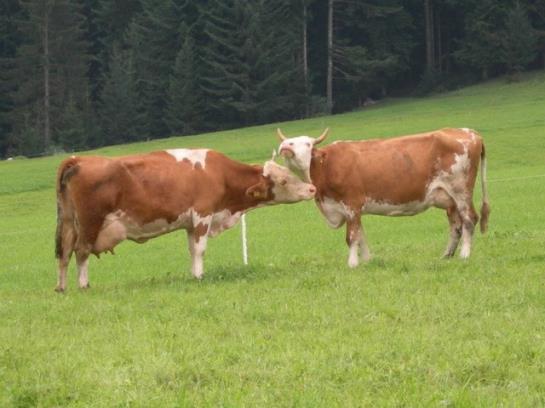 Bauernhof Oberhochstaett