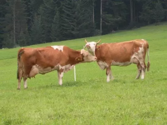 Bauernhof Oberhochstaett