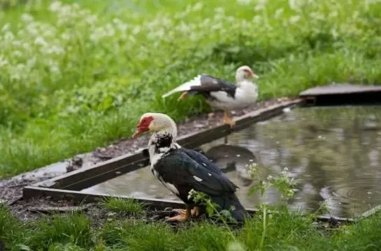 Отель Ferienwohnungen Greier