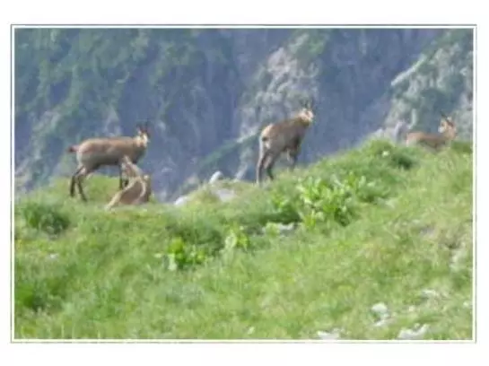 Пансион Gasthof Gern Alm