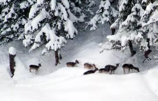 Пансион Gasthof Gern Alm