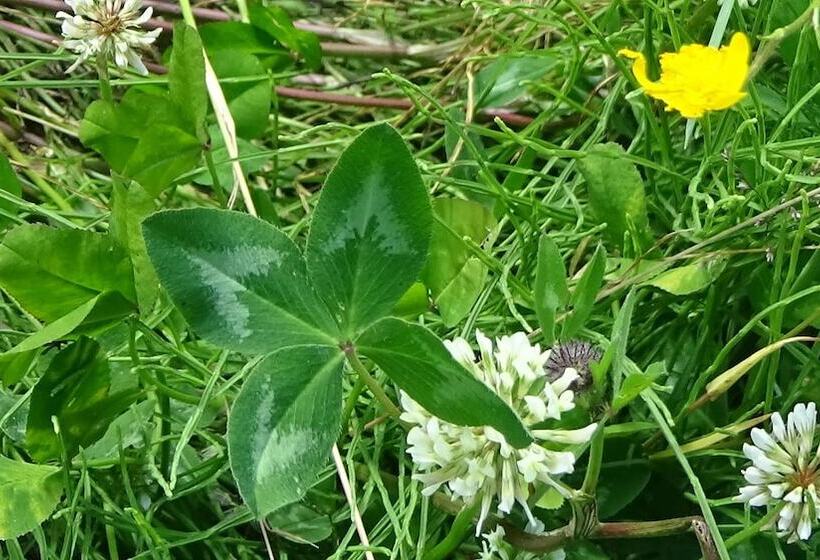 فندق Haus Bergheim