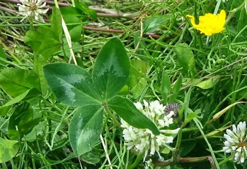ホテル Haus Bergheim