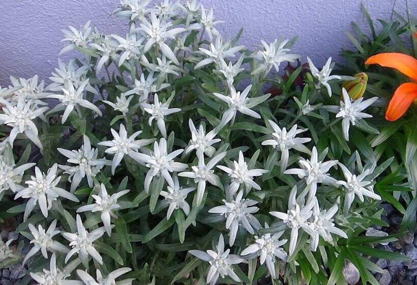 فندق Haus Bergheim