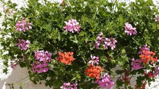 ホテル Schneider Juliana