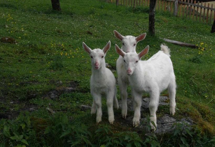 ペンション Bauernhof Oberscheffau