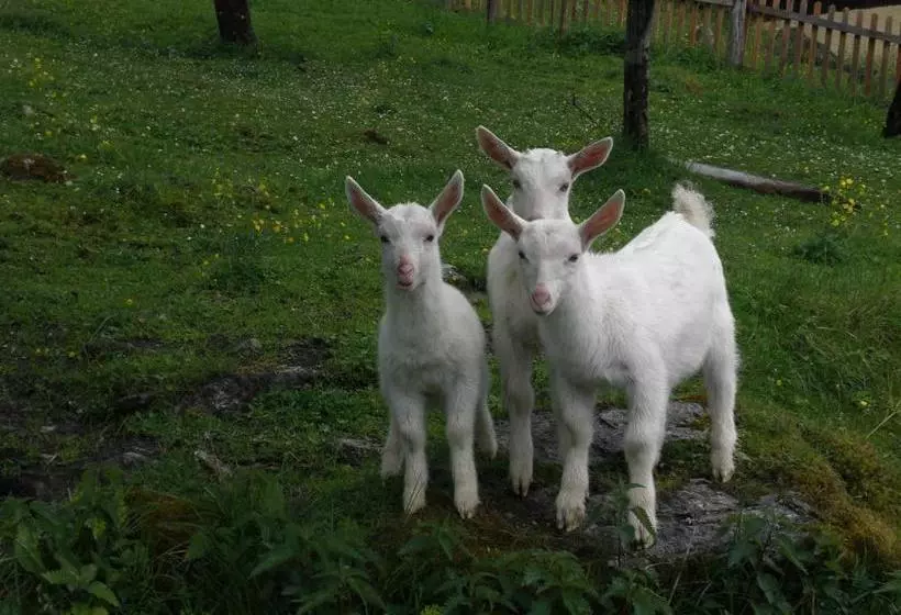 Pensione Bauernhof Oberscheffau