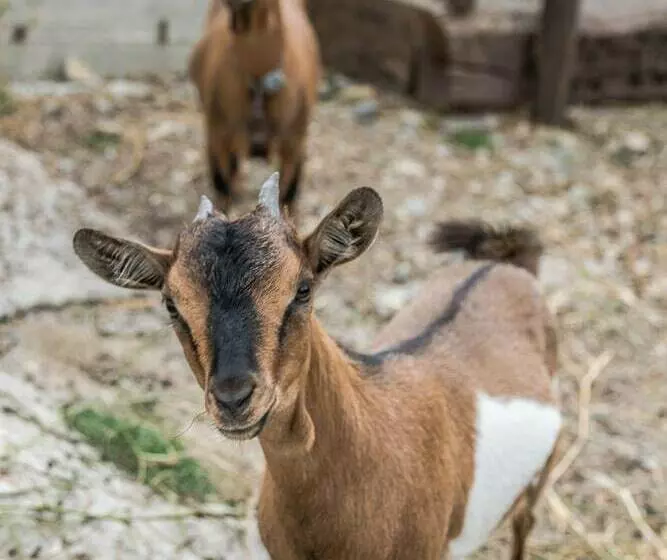 B&b La Mortella With Pool