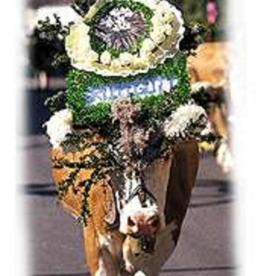 Appartements Kalswirt