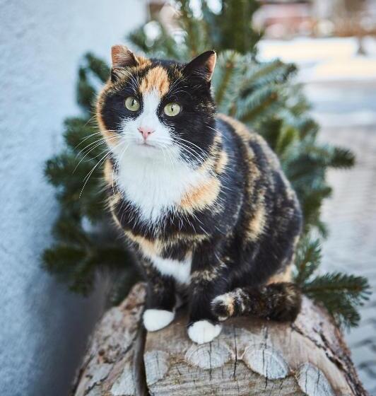 Bauernhof Hotel Oberschwarzach