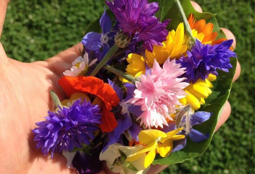 住宿加早餐  Gästehaus Elisabeth