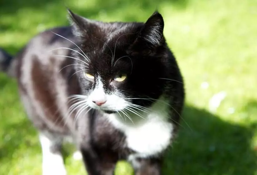 住宿加早餐  Gästehaus Elisabeth