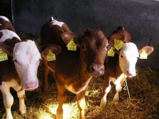 Bauernhof Herzogbauer