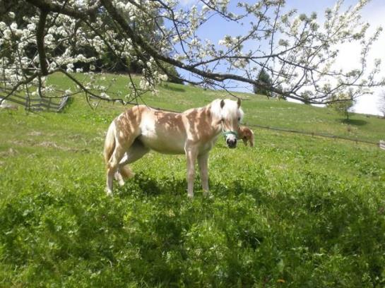 Bauernhof Maierhof Kaunertal