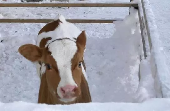 Bauernhof Muehltalhof