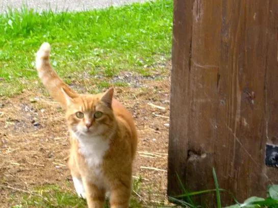 Bauernhof Muehltalhof