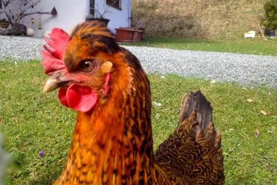 Bauernhof Muehltalhof