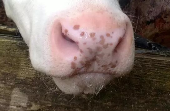 Bauernhof Muehltalhof