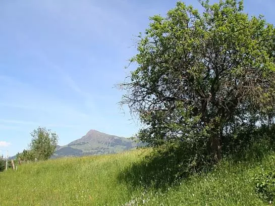 Bed and Breakfast Foidl Pension