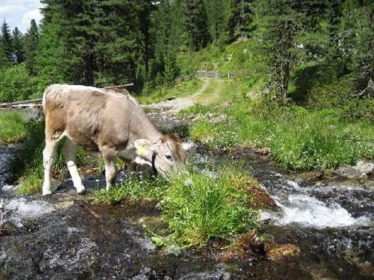 Отель Haus Walch