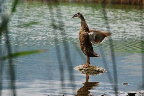 Пансион Naturgasthof Schlosswirt