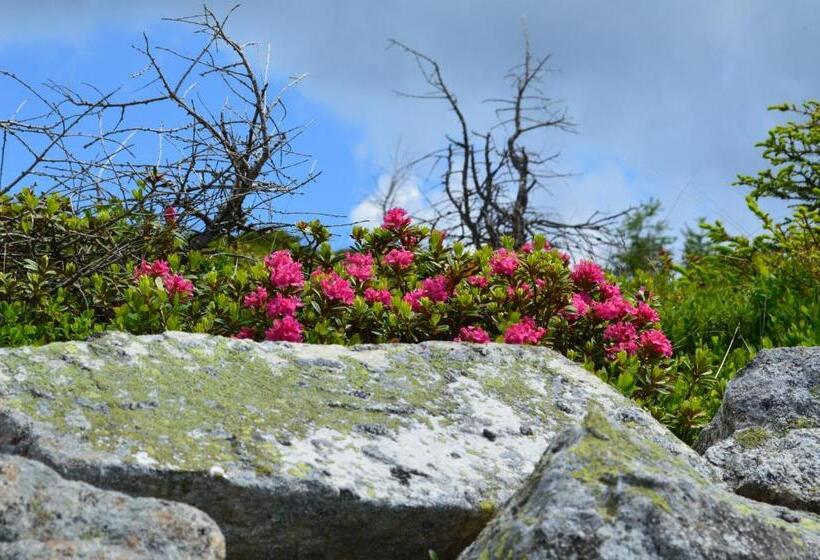 B&b Hotel Alpenrose Rooms & Apartments