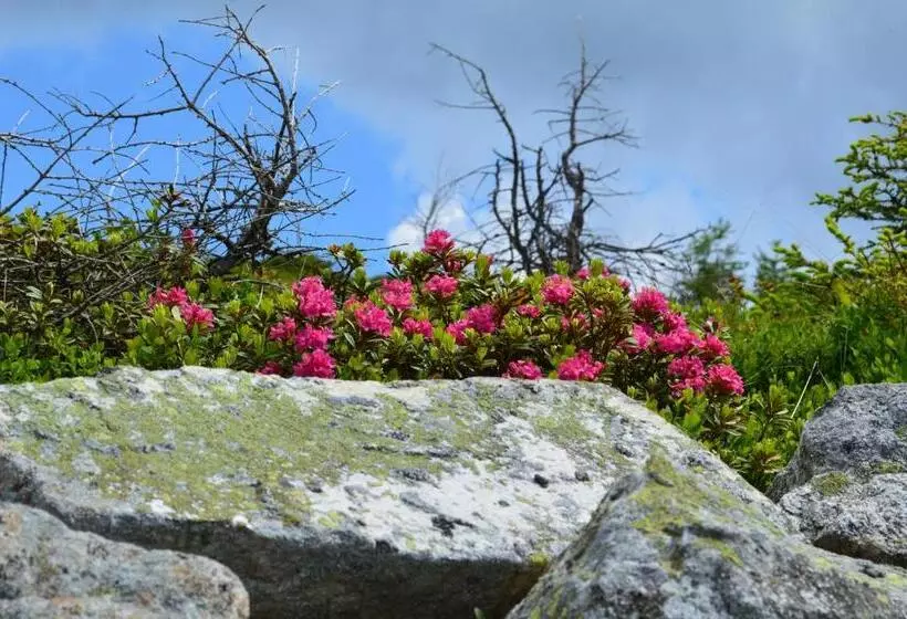 B&b Hotel Alpenrose Rooms & Apartments