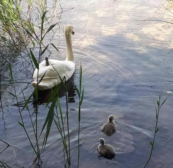 צימר Pension Kreuzinger, 5310 Tiefgraben