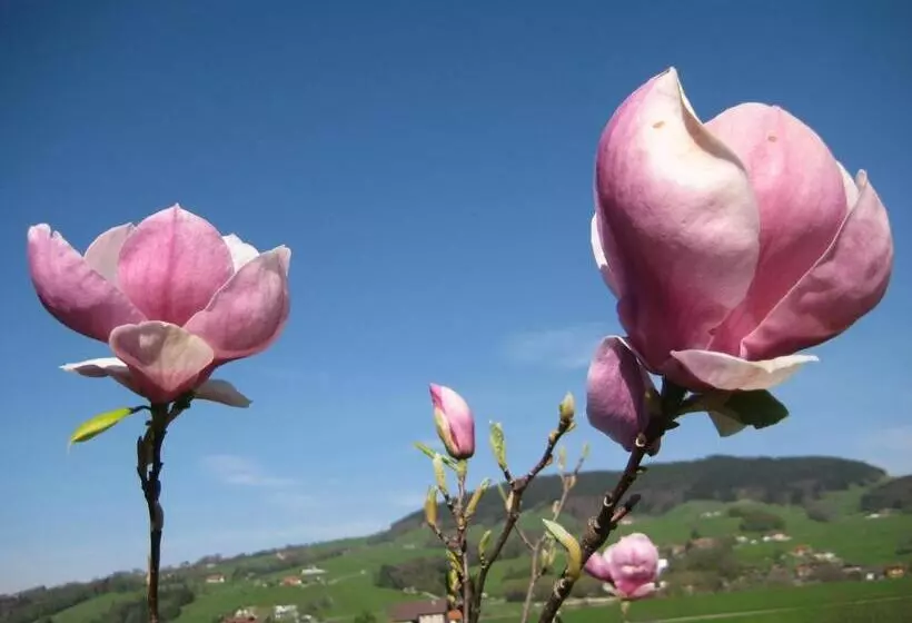 צימר Pension Kreuzinger, 5310 Tiefgraben