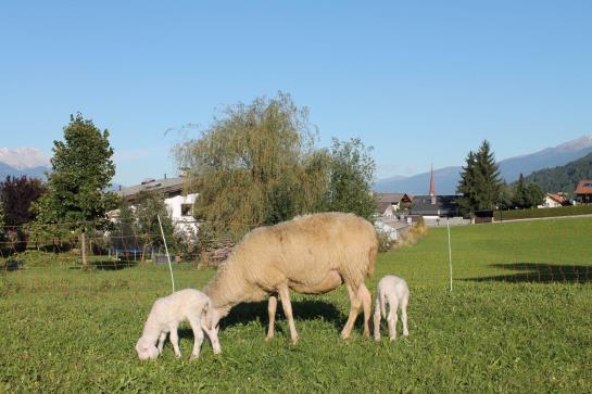 Bauernhof Hepperger - Funerhof