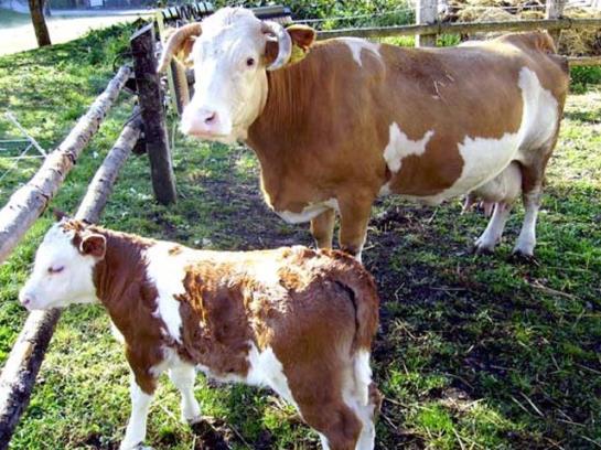 Bauernhof  Untergrub