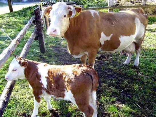 Bauernhof  Untergrub