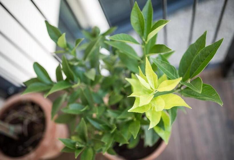 Отель Mondschein Rooms