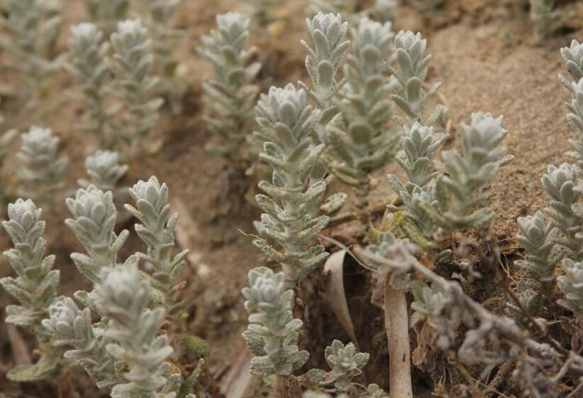 בית מלון כפרי Paola