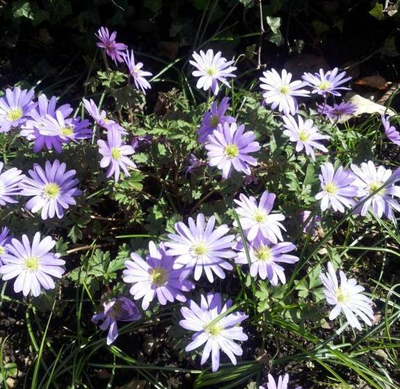 בית מלון כפרי Bertricher Hof