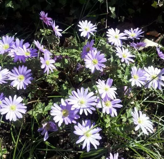 Hotel Bertricher Hof