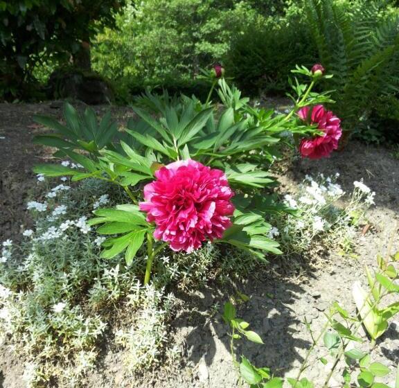 בית מלון כפרי Bertricher Hof