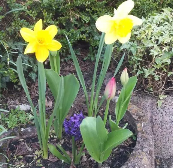 Hotel Bertricher Hof